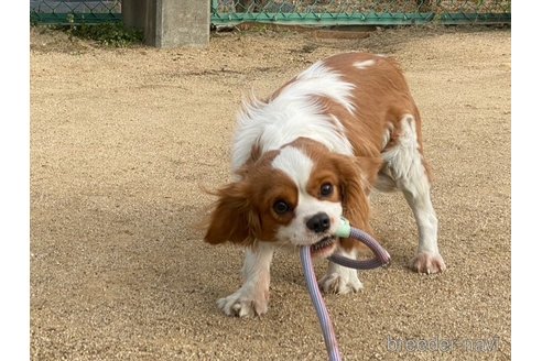 成約済の兵庫県のキャバリアキングチャールズスパニエル-291307の4枚目